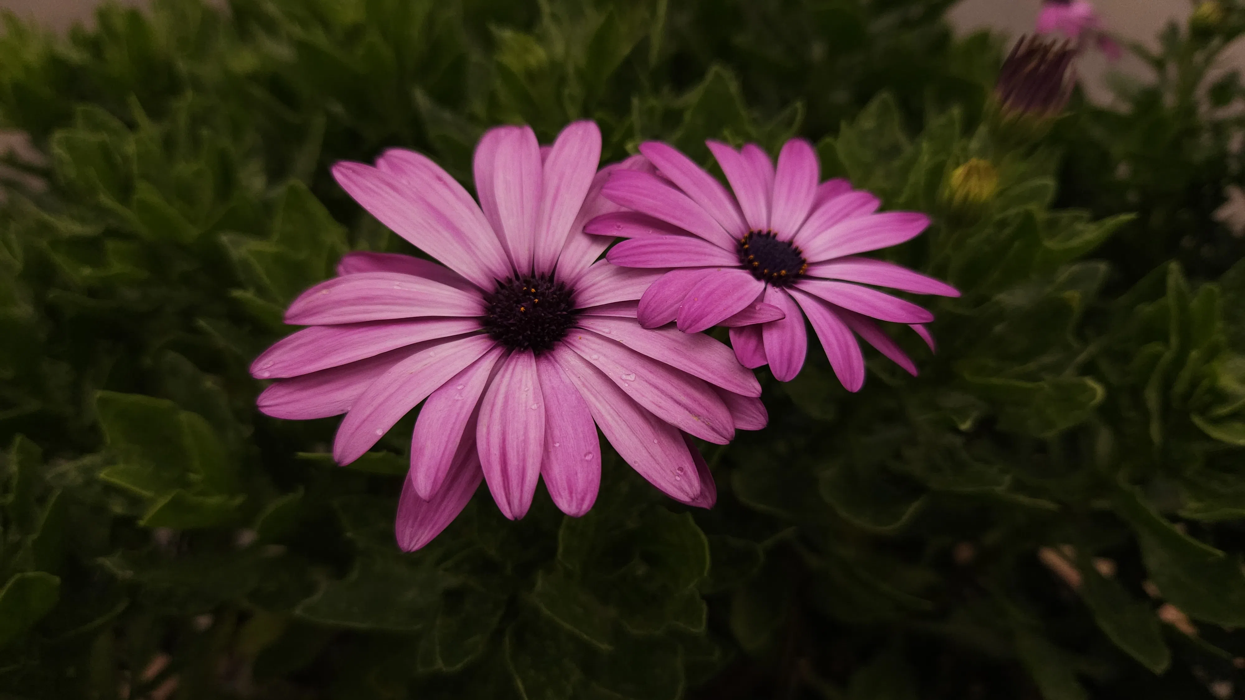 Flora