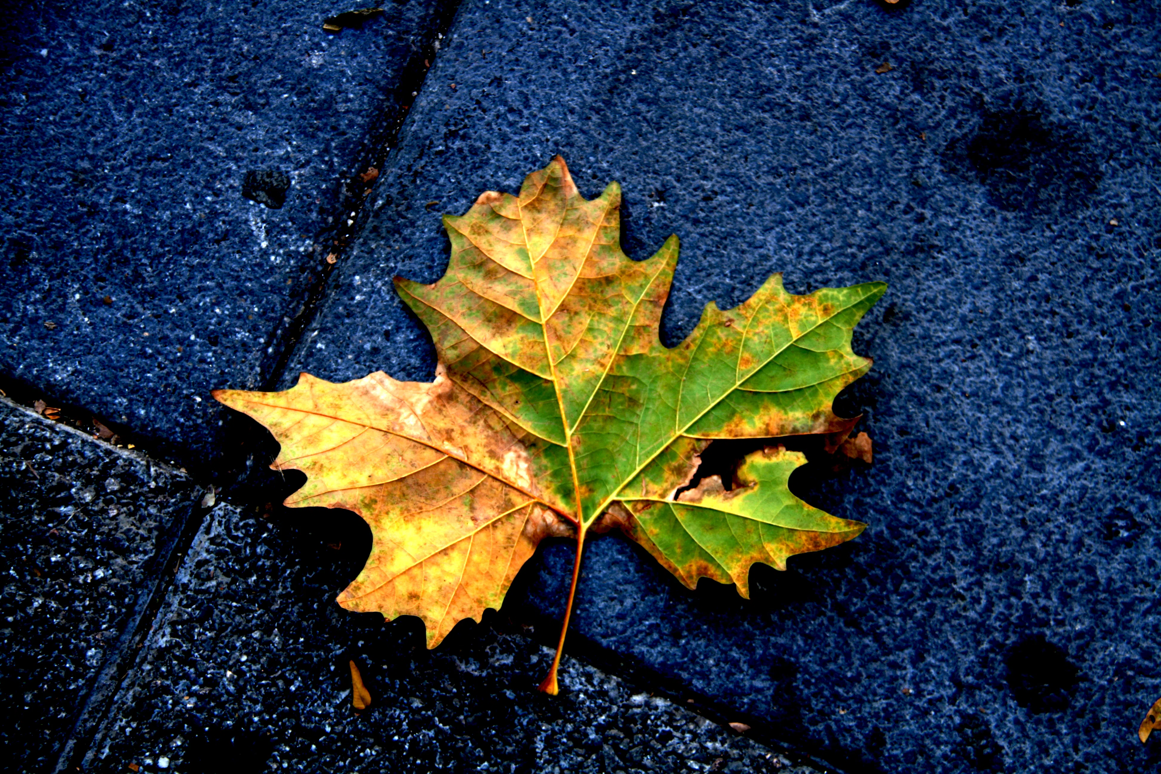 Parece una hoja mapple