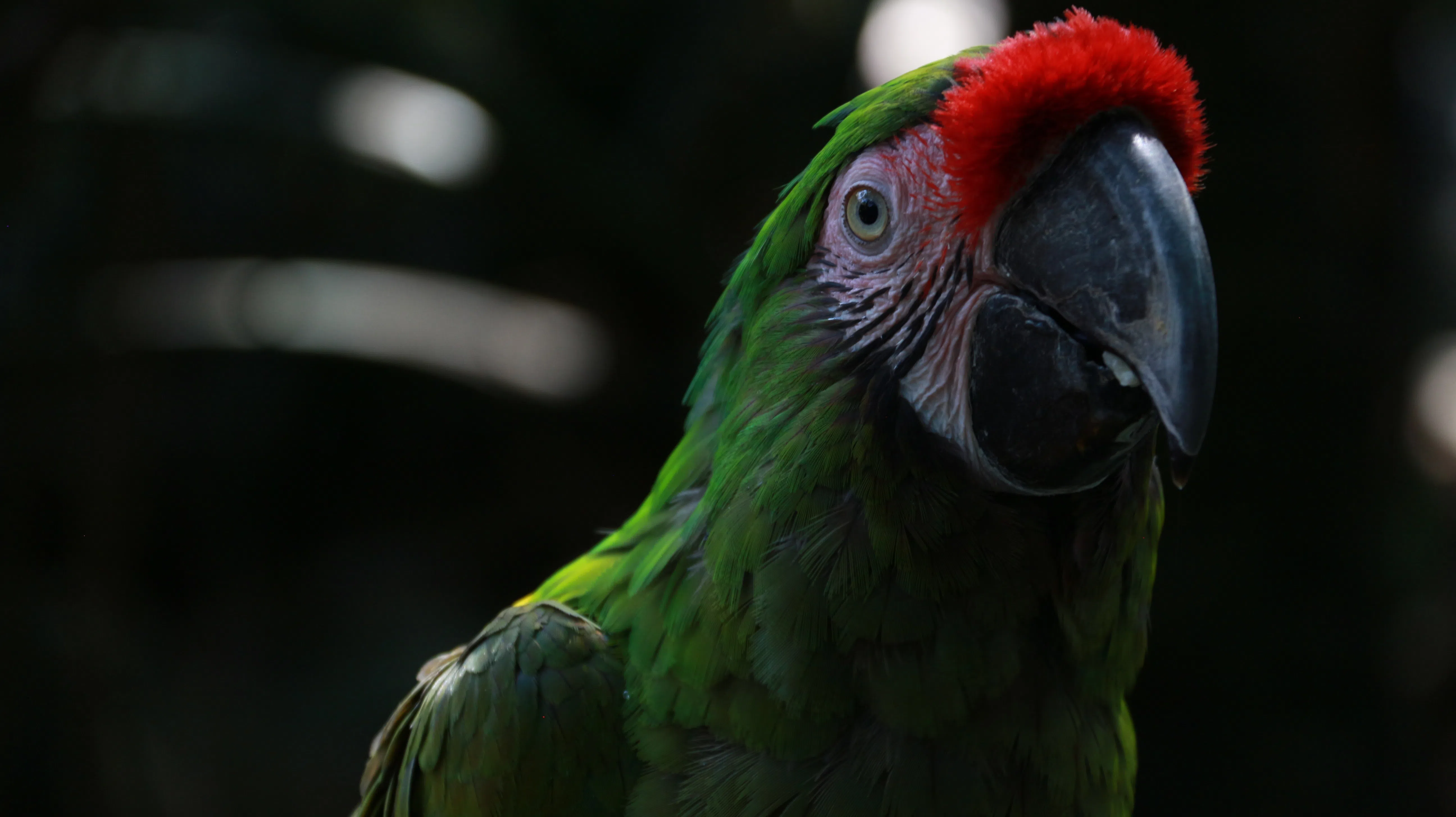 Fauna
